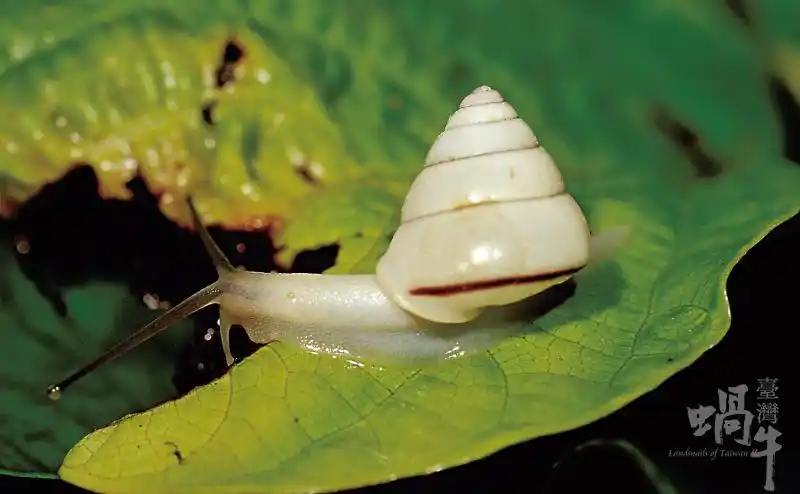 多型高腰蜗牛_生态照