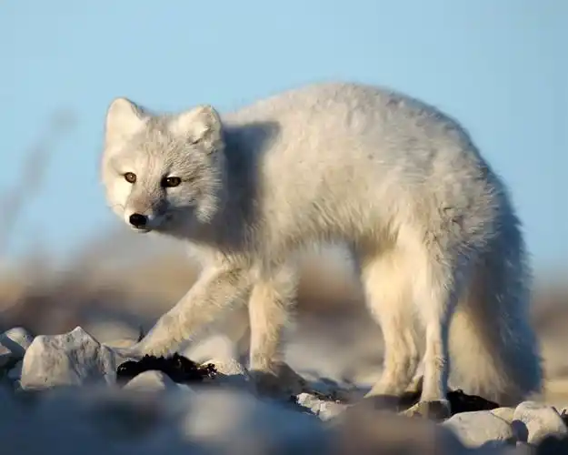 描述: 白狐狸-动物宽屏壁纸 当前壁纸尺寸: 1280 x 1024