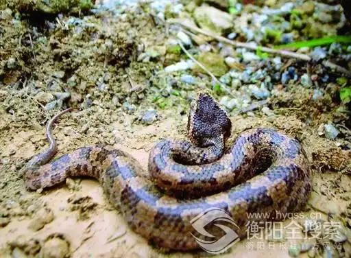 五步蛇▲金环蛇▲眼镜蛇▲银环蛇▲蝮蛇
