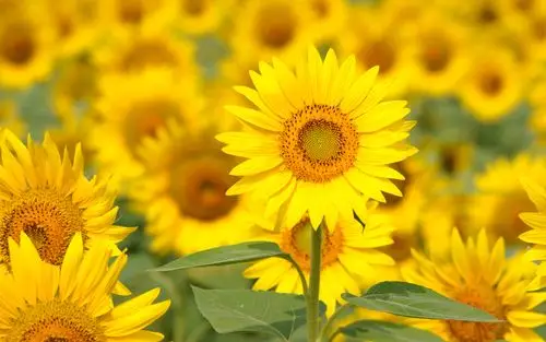 ashes of time|因为曾经感动 所以难以忘怀| - `光