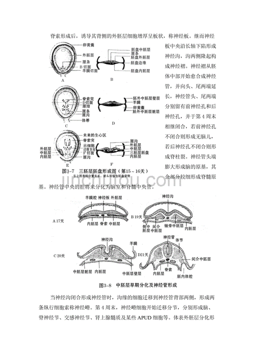 三胚层形成与分化
