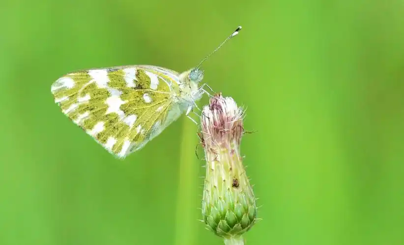 张掖--云斑粉蝶4