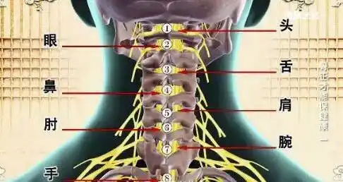 颈下神经节:位于颈7横突与第1肋骨之间,颈下神经节与第1胸神经节合并