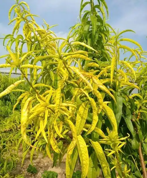 桃树缺素症状及应对技术措施