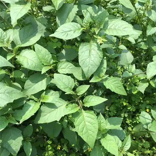 健康野生新鲜百花菜现定现摘500g