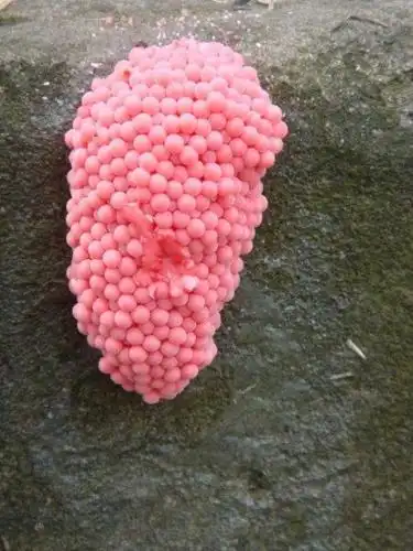 这个是什么卵知道吗?在龙虾塘旁边很多这个