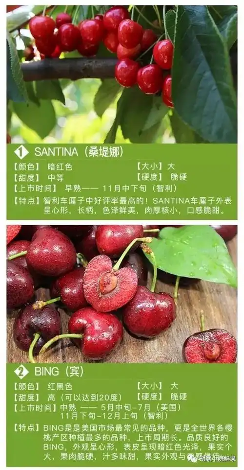 车厘子常见品种介绍