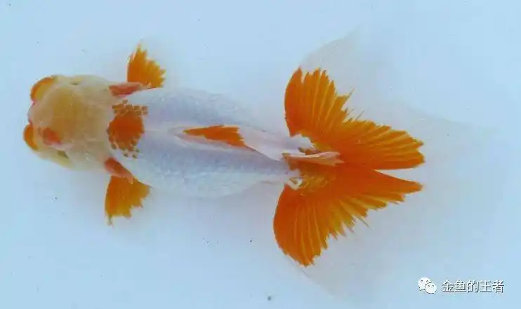 品鉴| 最早由荷兰人带到日本的金鱼品种,瘦长身平阔尾,游姿十分飘逸!