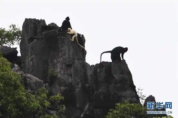广西再次发现白化黑叶猴