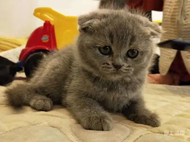 折耳蓝猫.微信yx1998718