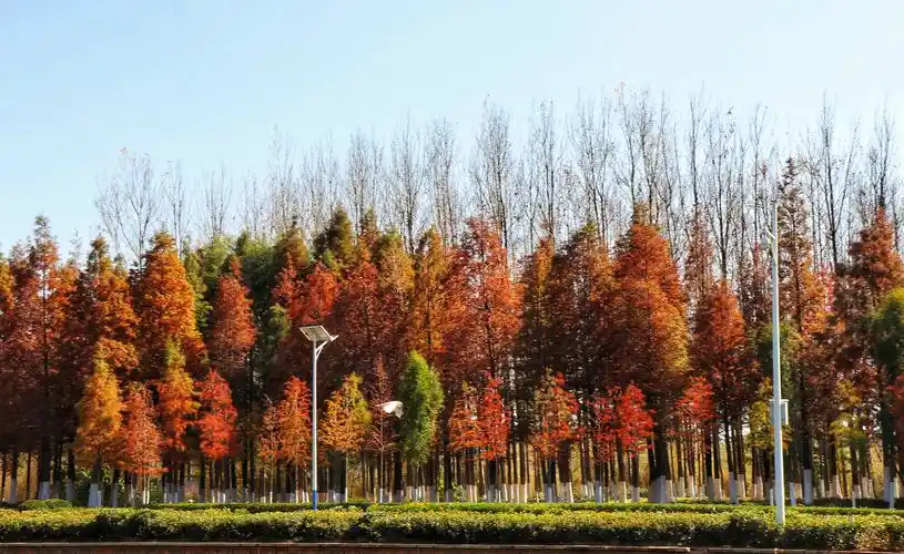 海洪湿地的杉树林