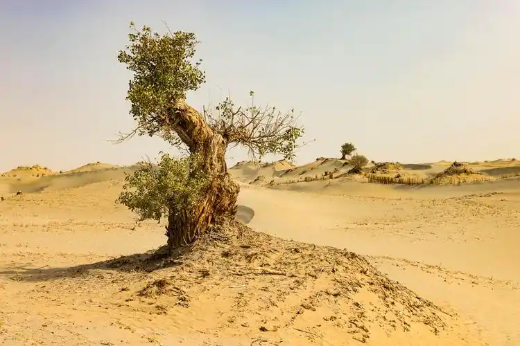 看着成片的胡杨林,不觉得这是一片荒凉之地,相反的,这里是充满了生机