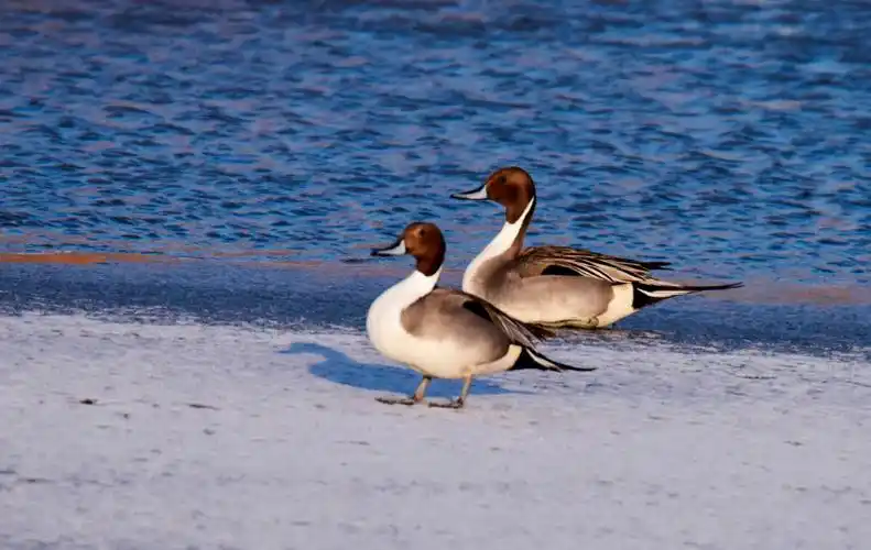 动物家族迎新生态平衡增稳天桥岭林区首次拍到水陆空三栖明星针尾鸭