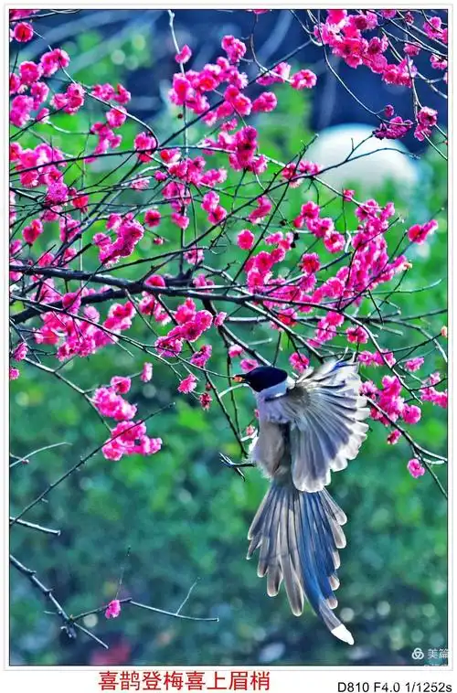 喜鹊登梅《二》(副本)