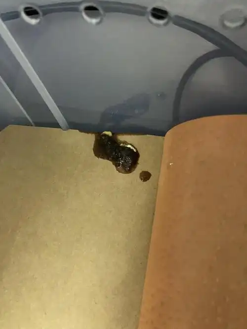 请问我家崽的便便这样正常吗