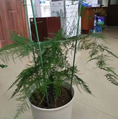 文竹的养殖方法和注意事项(养好文竹有4个方法)