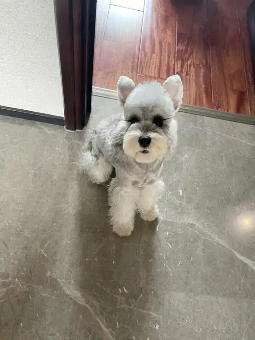 超浅椒盐雪纳瑞 #雪納瑞 #迷你雪纳瑞 #我家宠物好可爱