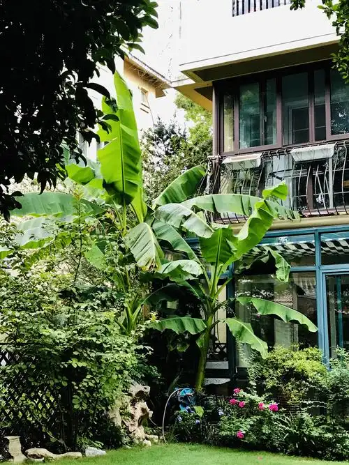 我家屋后的芭蕉树