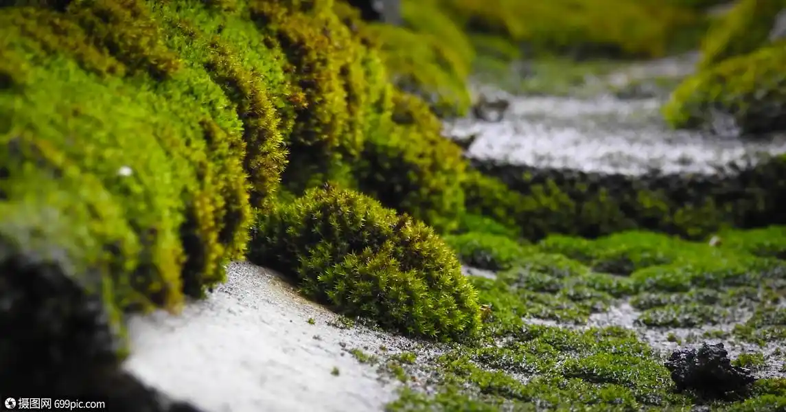 绿色青苔特写
