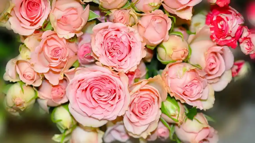 玫瑰,花蕾,粉红玫瑰花,鲜花,玫瑰花写真壁纸