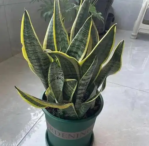 它也有一个更加让人着迷的别名——虎尾兰.