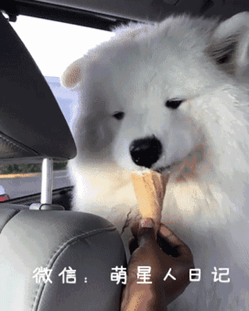 傻白甜萨摩耶犬歪头吃冰淇淋萌q模样暖化网友