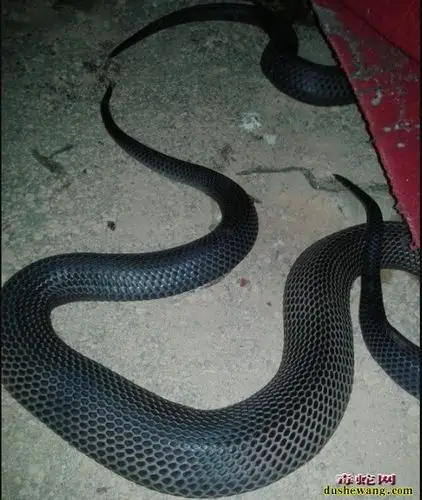 眼镜蛇多少钱一斤?
