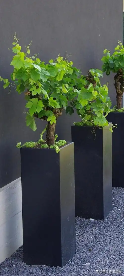 庭院四大功能分区,拥有三个家里就会很舒适!