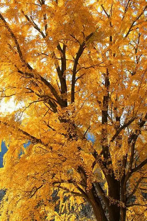 其它 银杏树是我的最爱…… 写美篇银杏树,春天发嫩芽,夏天变葱绿