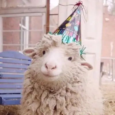 真羊的头像图片 - 微信头像 - 潮人个性网