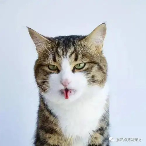 喜欢在镜头前伸出舌头的猫