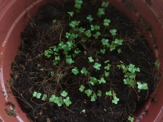 我在学校种的白菜发芽了