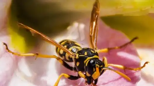农村屋檐下常见的小虫子,猛兽见了掉头走,却是保护庄稼的益虫