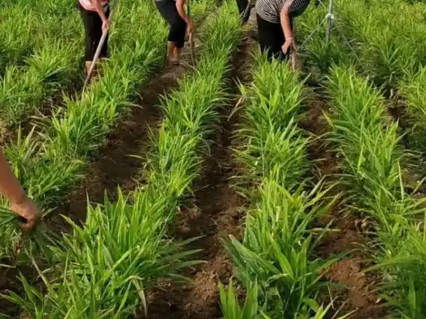 生长最适宜温度是25-28℃,因此在我国大多数地区的生姜种植时间一般是