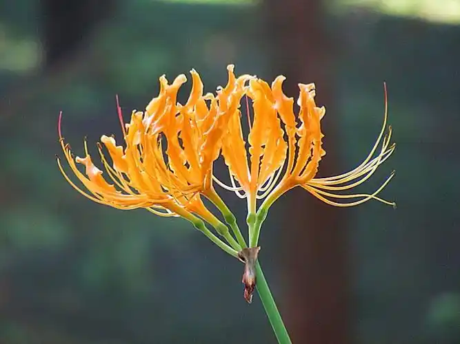 石蒜花——又名彼岸花.习性是花开无叶有叶无花.