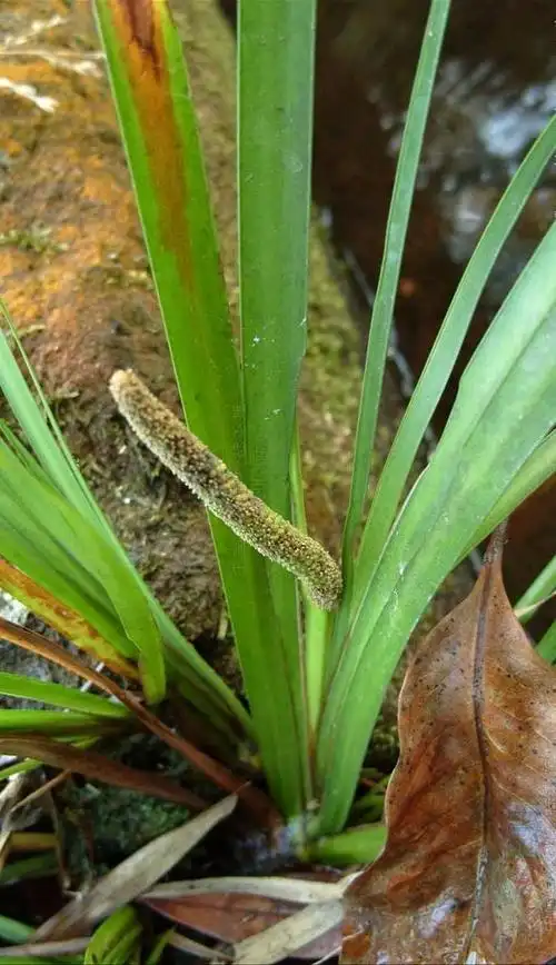 石菖蒲是天南星科菖蒲属草本植物,在我国黄河以南各地都有分布,通常