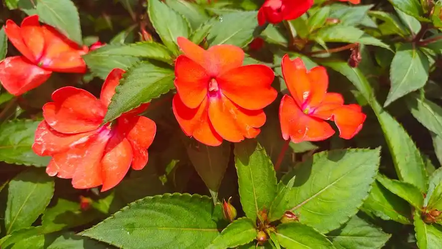 美丽吉安之赏花系列新几内亚凤仙花开艳丽