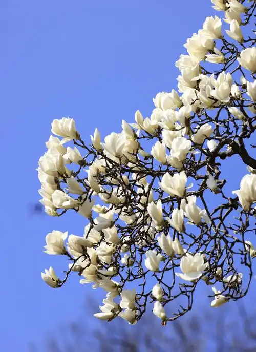 赏春花!接下来的江苏美成这样