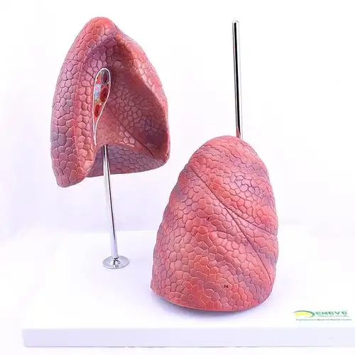 33x23x31 cm该模型以正常人体大小尺寸,进行解剖设计,有左右两个肺段