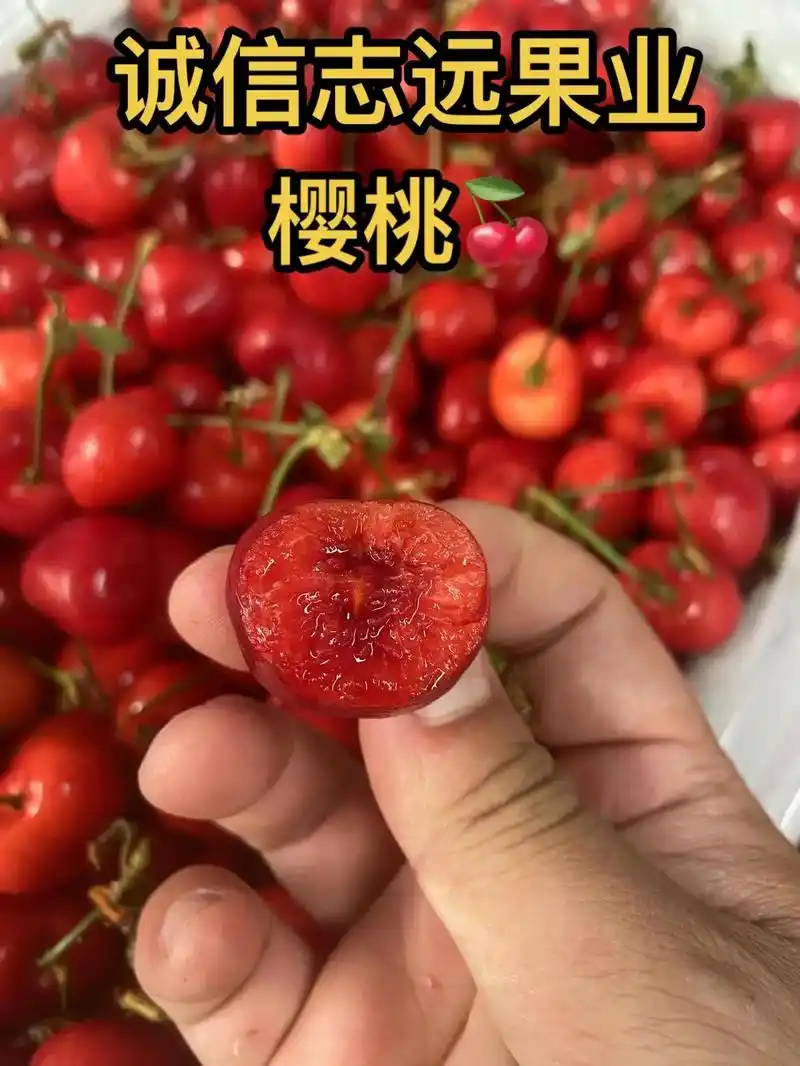 沙王·大连樱桃90  颗颗饱满,形状是可爱的78 - 抖音