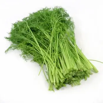茴香菜2kg新鲜蔬菜小茴香苗做茴香饺子茴香包子馅