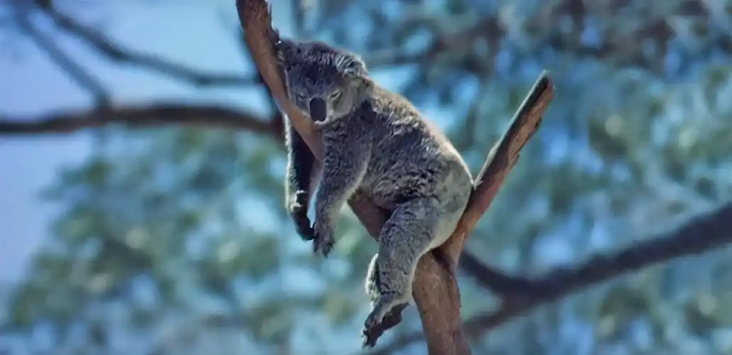 澳大利亚有哪些独具特色的动物(澳大利亚有哪些特有的动物) - 趣味