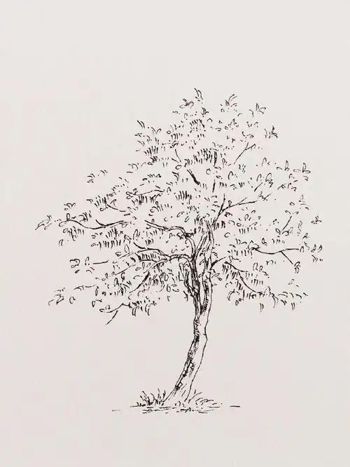 大树钢笔画线稿图片集钢笔画树木线稿作品大全
