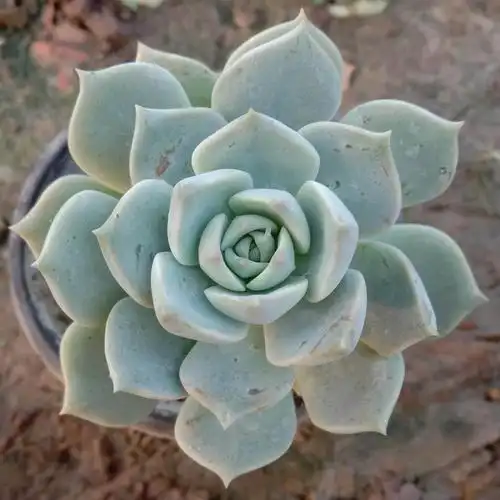 白牡丹单头老不是叶插苗冠46cm杆高35cm杆粗1cm多肉植物