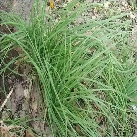 野韭菜和野蒜,这类野菜叫"野韭菜"还是大脑瓜