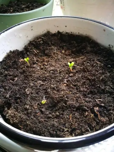 3月1日,我可爱的凤仙花终于发芽了,真高兴!早日开花啊