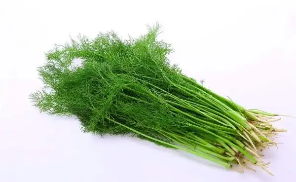 茴香高清图片欣赏!