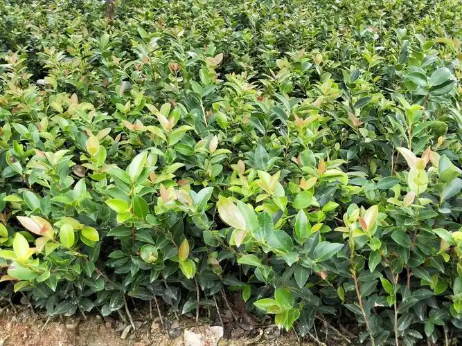 夏天来了,油茶苗的这些抚育管理技巧你一定要知道