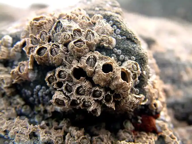 sea wonder: barnacle