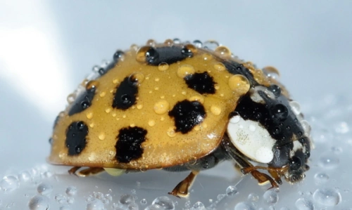 什么样的瓢虫有毒?